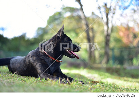 黒い犬の写真素材