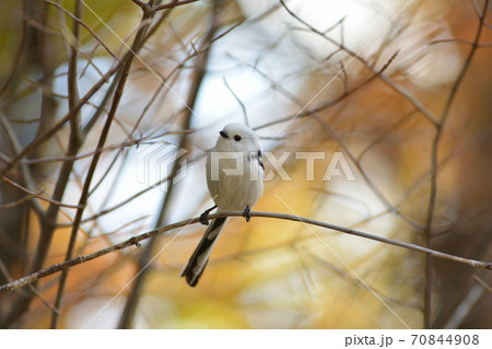 シマエナガ エナガ 島柄長 野鳥の写真素材 - PIXTA シマエナガ エナガ 島柄長 野鳥の写真素材 - PIXTA