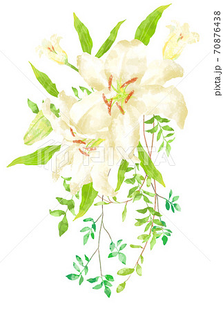 カサブランカのイラスト素材