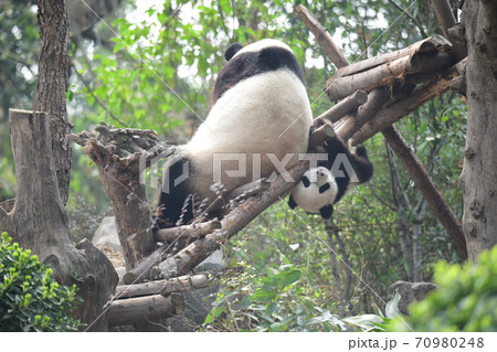 かわいい 絶滅危惧種 逆さ ジャイアントパンダの写真素材
