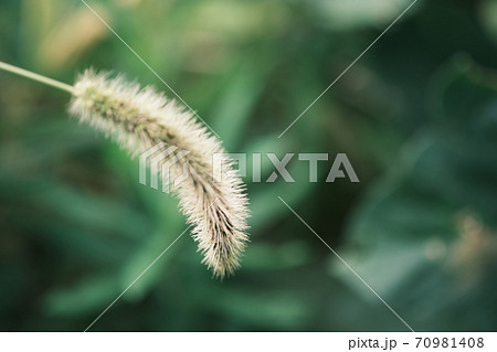 花 植物 エノコログサ 猫じゃらしの写真素材