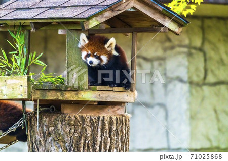 レッサーパンダの赤ちゃんの写真素材