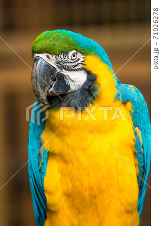 瑠璃金剛インコの写真素材 - PIXTA