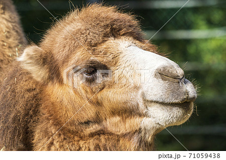 動物 ラクダ らくだ 顔の写真素材