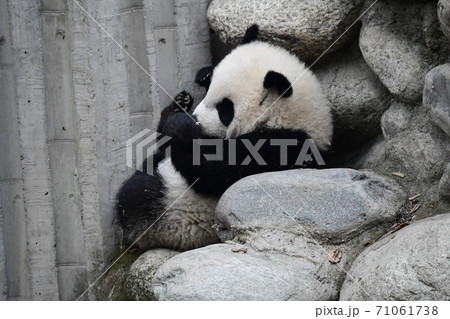 パンダ 赤ちゃん 座る 絶滅危惧種の写真素材