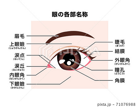 瞳孔のイラスト素材