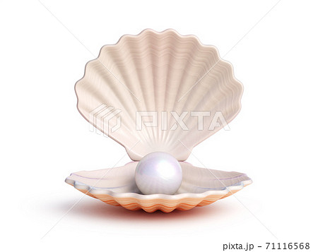 パール 真珠 貝 貝がらのイラスト素材