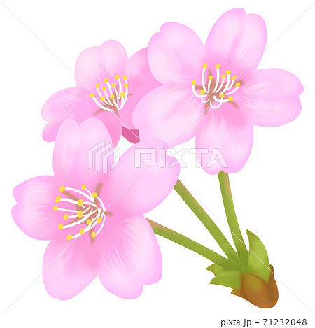 手描き 手書き 桜 お祝いのイラスト素材