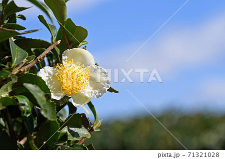 お茶の花の写真素材