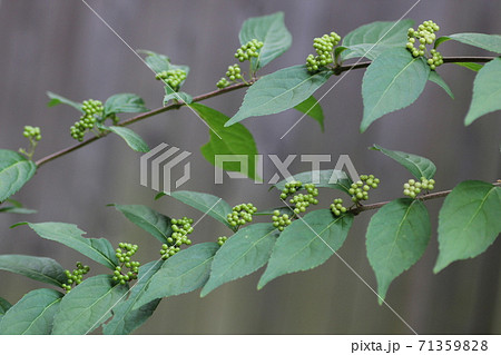 日本紫珠水果紫式部植物的照片素材