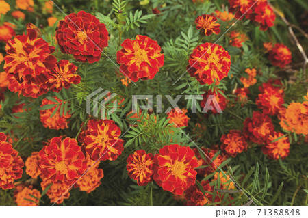 マリーゴールド 種 白バック 植物の写真素材