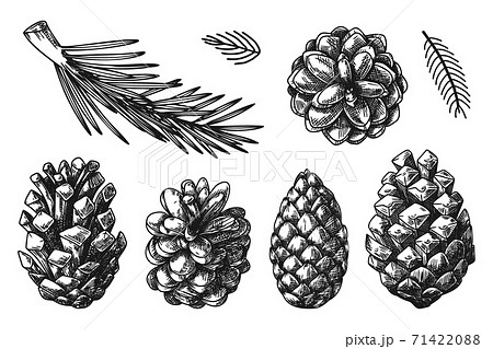 まつぼっくり 松かさ 松ぼっくり スケッチのイラスト素材