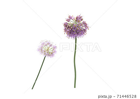 ラッキョウの花の写真素材