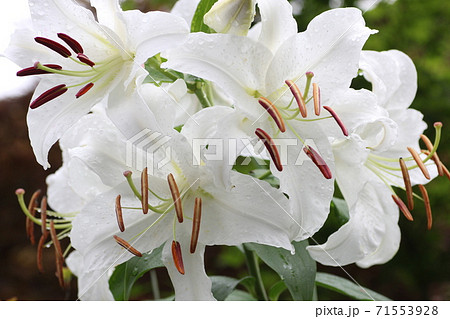 カサブランカ 百合 花 花粉の写真素材