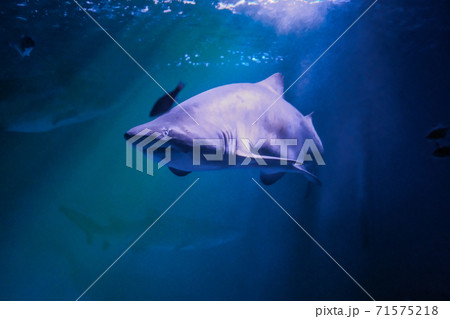 ネズミザメの写真素材