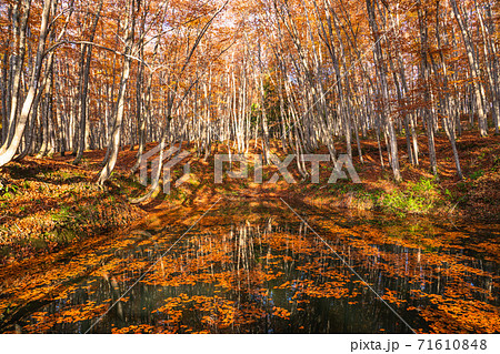 美人林紅葉の写真素材