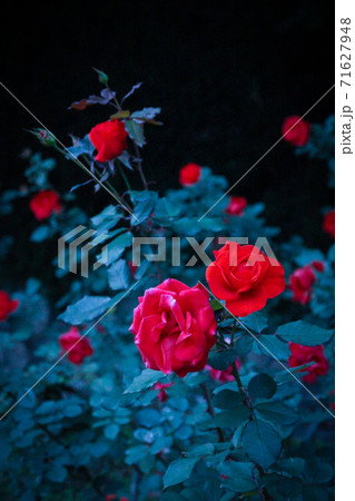 薔薇 ばら バラ 美女と野獣の写真素材