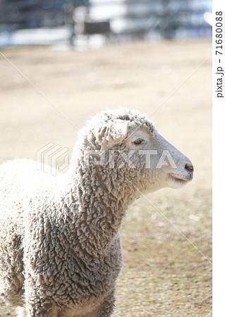 羊横顔の写真素材