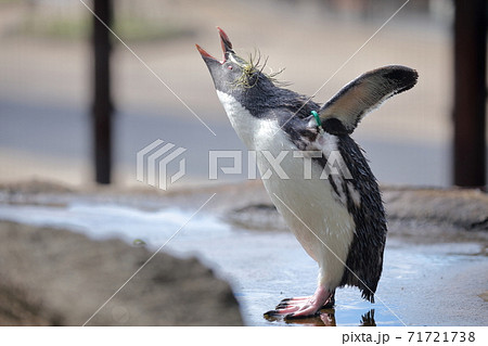 キタイワトビペンギンの写真素材