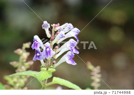 在秋天盛開的kobatatsunamisou 照片素材 圖片 圖庫