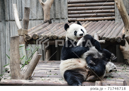 かわいい 絶滅危惧種 逆さ ジャイアントパンダの写真素材