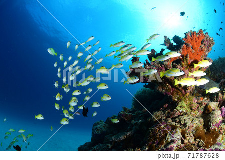 綺麗な魚の写真素材