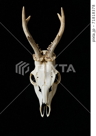 鹿の骨の写真素材