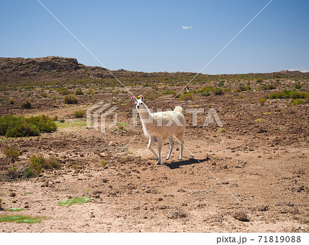 ジャマ 動物の写真素材