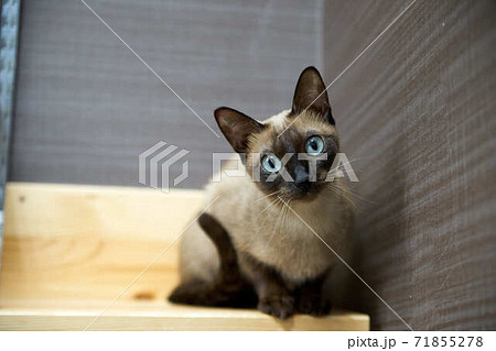 トンキニーズの写真素材 - PIXTA