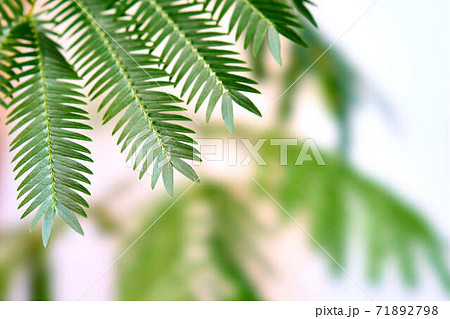 エバーフレッシュ 花 ネムノキ 観葉植物 マメ科の写真素材