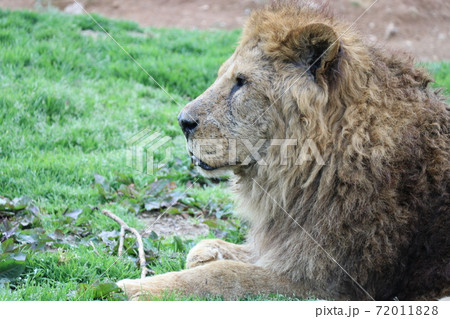ライオンの横顔の写真素材