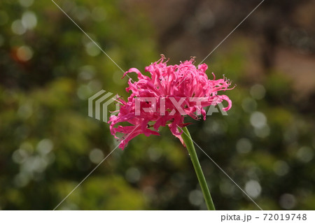 ネリネ ダイヤモンドリリー ピンクの花 彼岸花の写真素材
