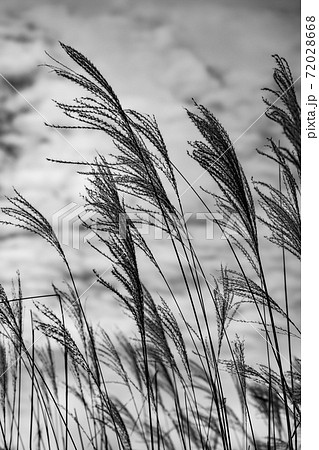 ススキ 植物 秋 モノクロの写真素材