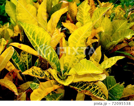 黄色の葉の写真素材