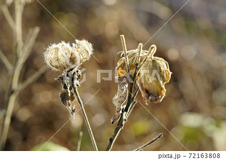植物 冬 茶色 綿毛の写真素材