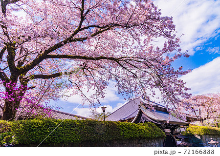 庭園 日本庭園 花 植物の写真素材