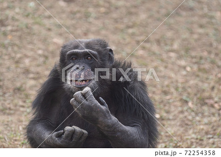 チンパンジー かわいいの写真素材