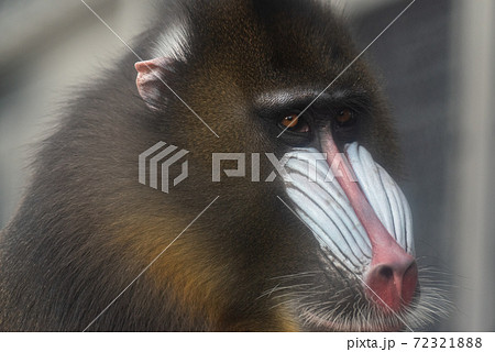 猿 動物 ドリル サルの写真素材