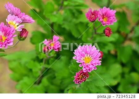 寒菊の花の写真素材