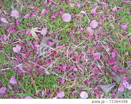 桜の花びら 地面 桜 落ちた花びらの写真素材