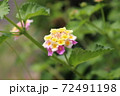 植えては いけない花ランタナの桃色と黄色い花の写真素材