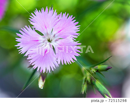 なでしこ 花の写真素材