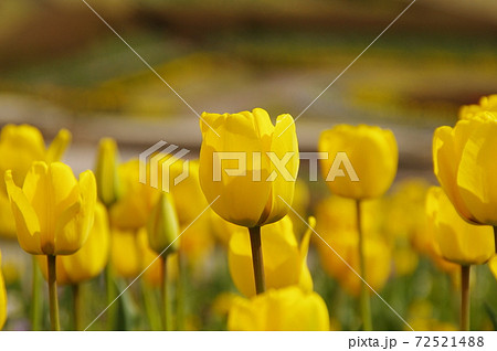 チューリップ 花畑 金色 チューリップ畑の写真素材