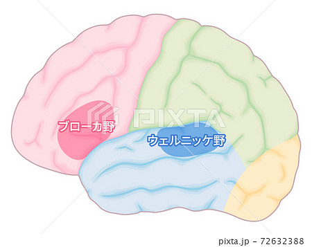 大脳皮質のイラスト素材