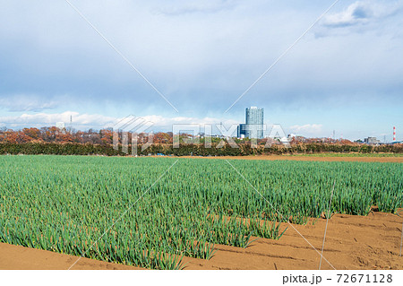 野菜畑の写真素材