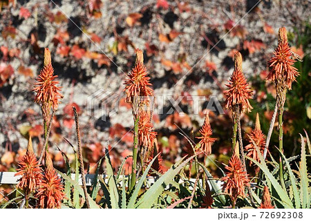 アロエベラの花の写真素材