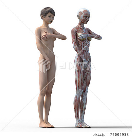 筋肉 標本 3d 女性のイラスト素材 筋肉 標本 3d 女性のイラスト素材