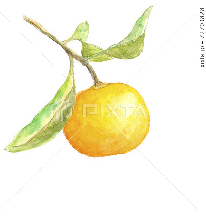 水彩画 みかん 畑 風景のイラスト素材 - PIXTA