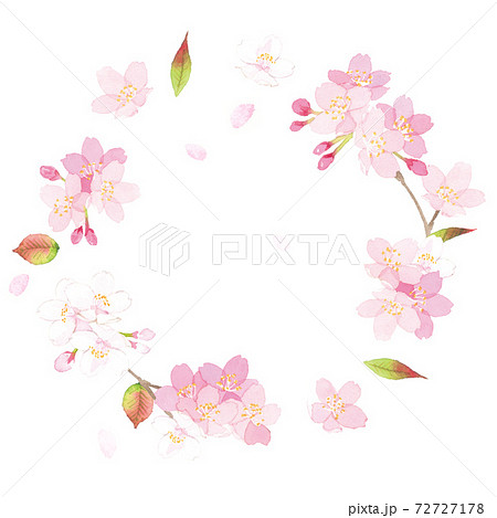 桜の蕾のイラスト素材