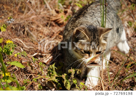 拝み猫の写真素材